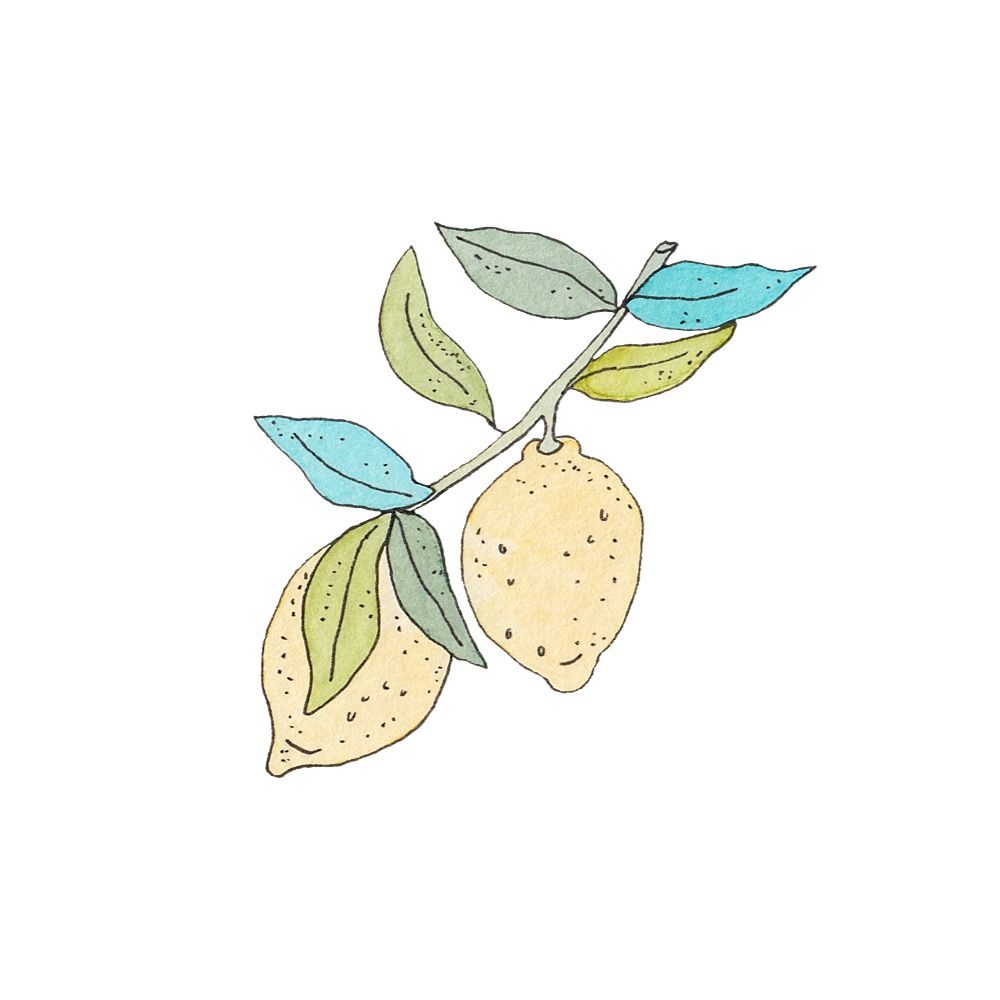 Illustrated Food Ingredients - Ruba Saqr Art & Illustration | Italian Lemons pen & ink illustration, wash & ink illustration, watercolour illustration